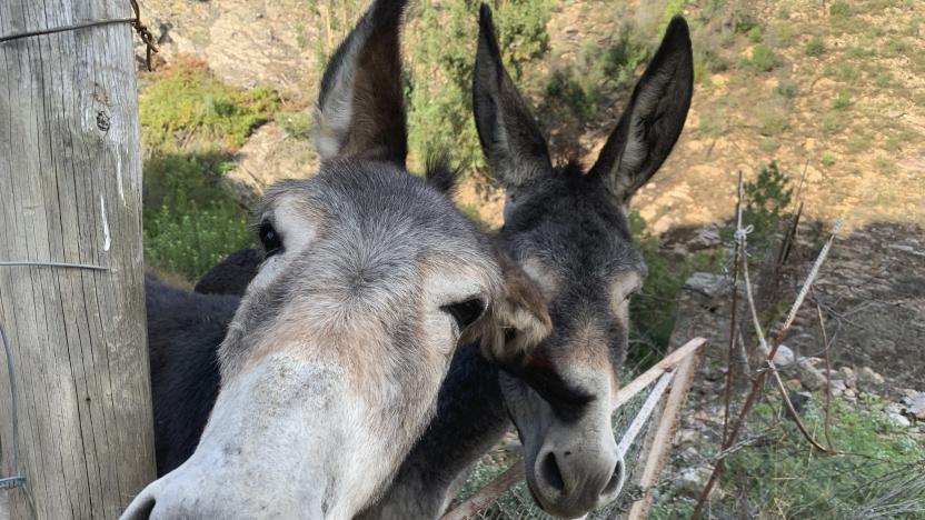 Friendly donkeys greet pedestrians on the way to the Fonte do Pego freshwater swimming pool in the village of Penha Garcia, Portugal on Sept. 18, 2023. (Kristen de Groot via AP)