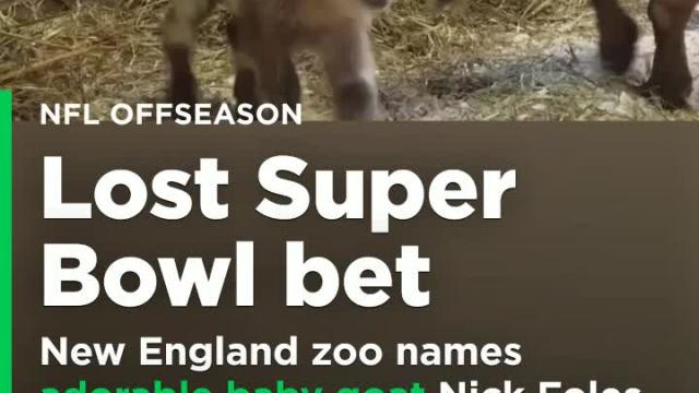 New England zoo names adorable baby goat Nick Foles