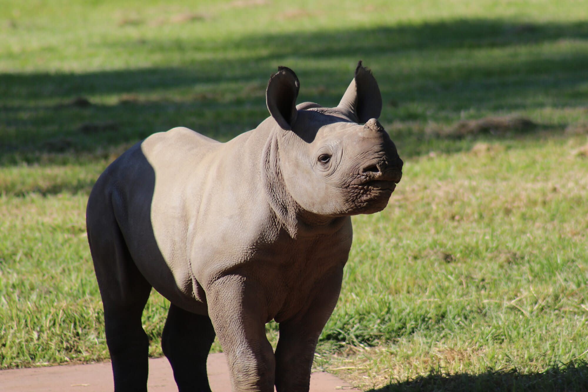 Meet Sabi Star! Critically Endangered Black Rhino Calf Makes Her(02)