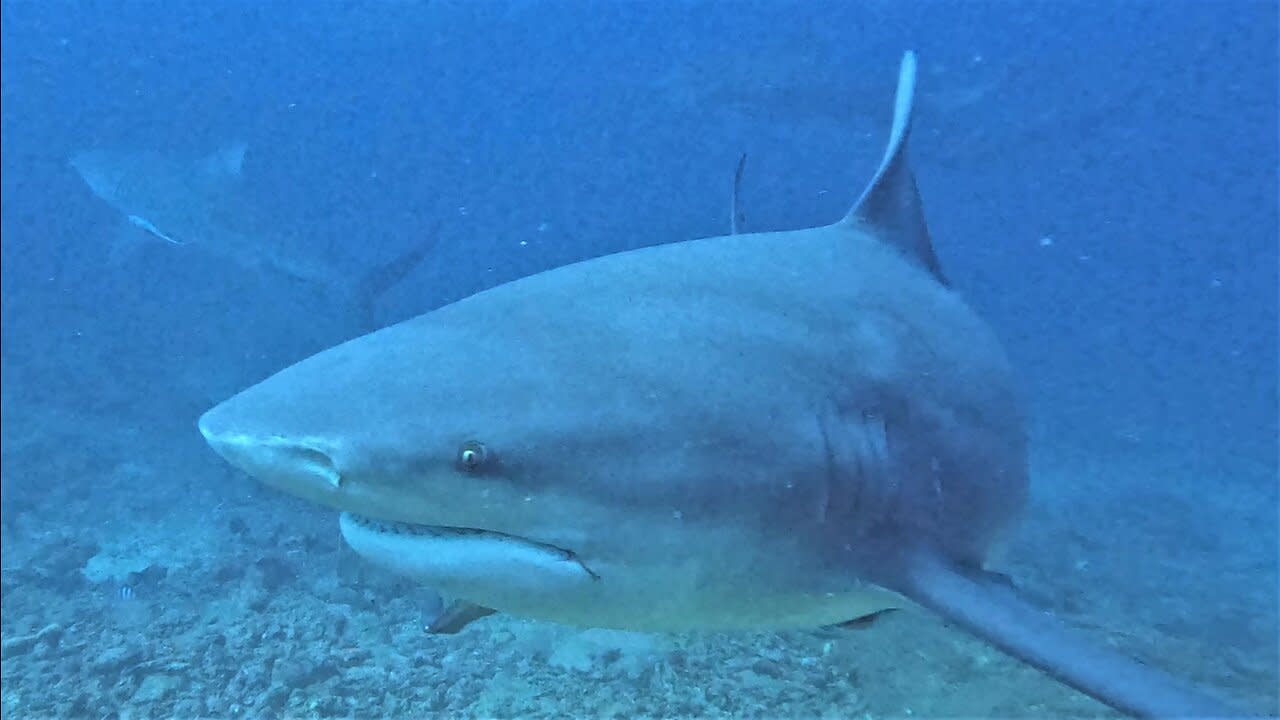 When life gives you Bull Sharks, make shark nuggets This is 100% le