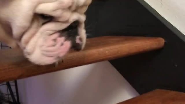 can bulldogs do stairs