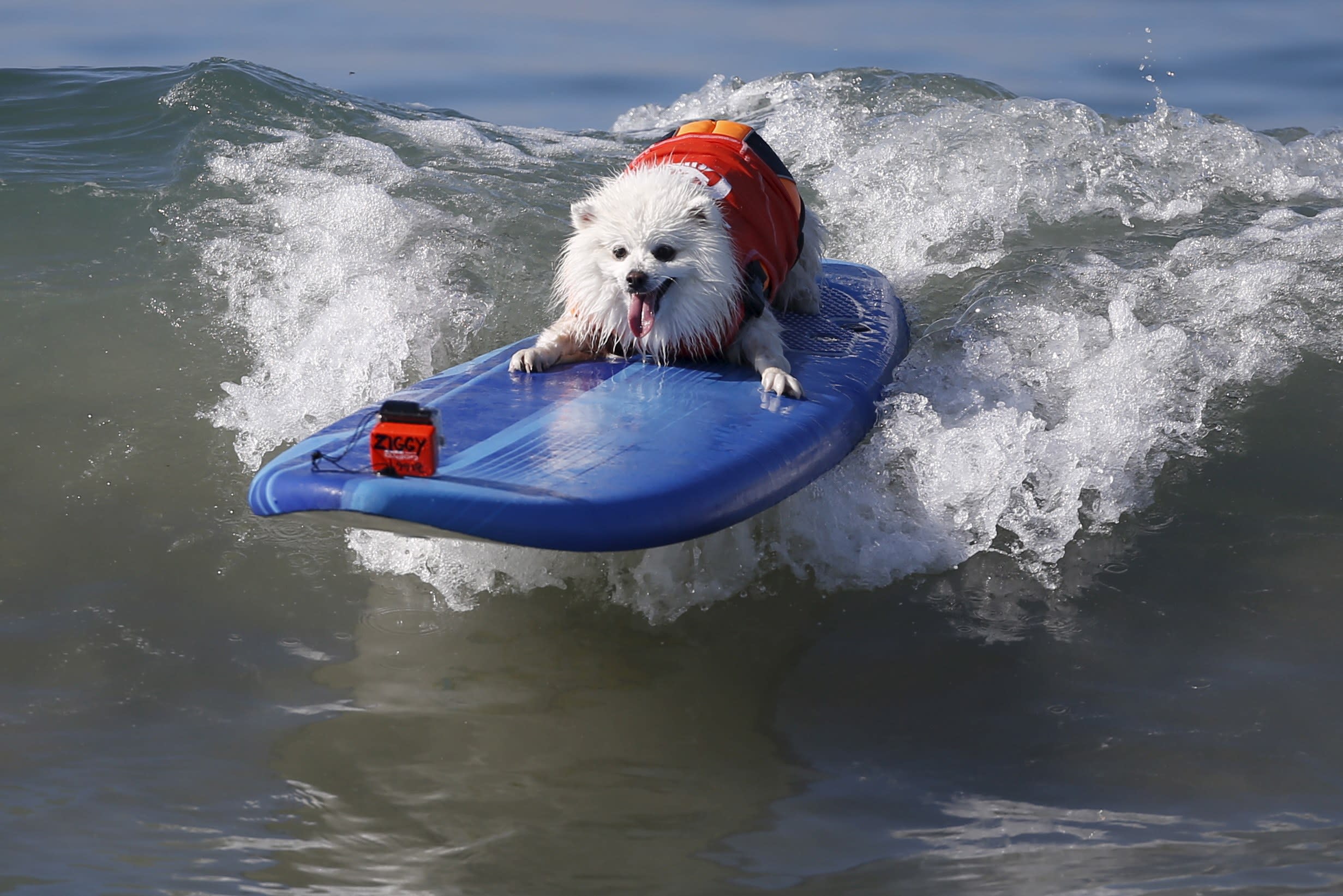 Top Dogs! Canine Contestants Take To The Waves For Surf City Surf Dog