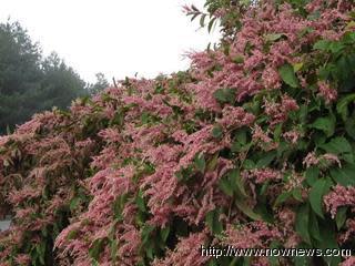 大雪山虎杖花綻放紅彩增添秋季美景 Yahoo奇摩新聞