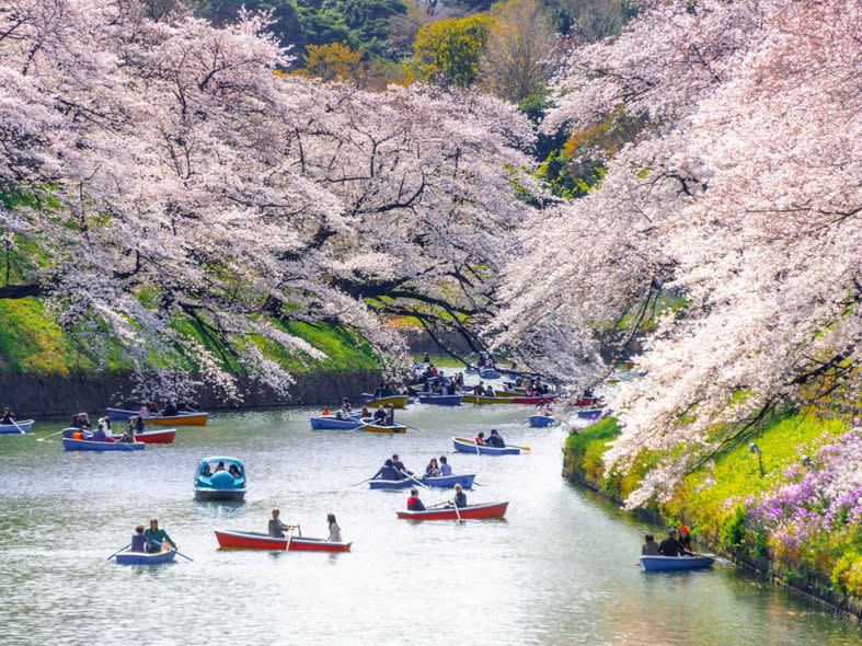 日本東京櫻花季 新宿御苑 上野恩賜公園等8個不可不知的最美景點