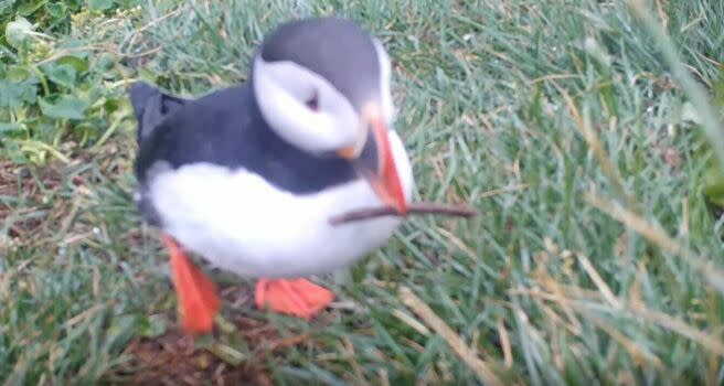 Puffin Scratching Itself With Stick Said To Be First Evidence Of Seabird Using Tool