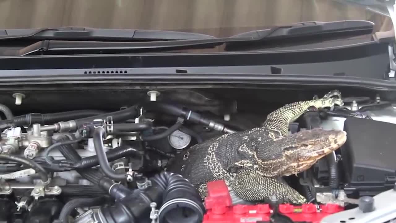 lizard car