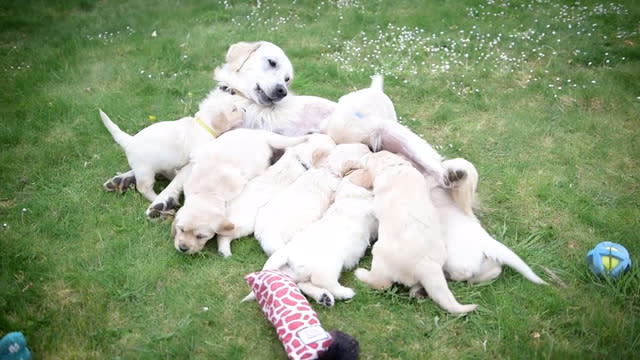 pregnant golden retriever