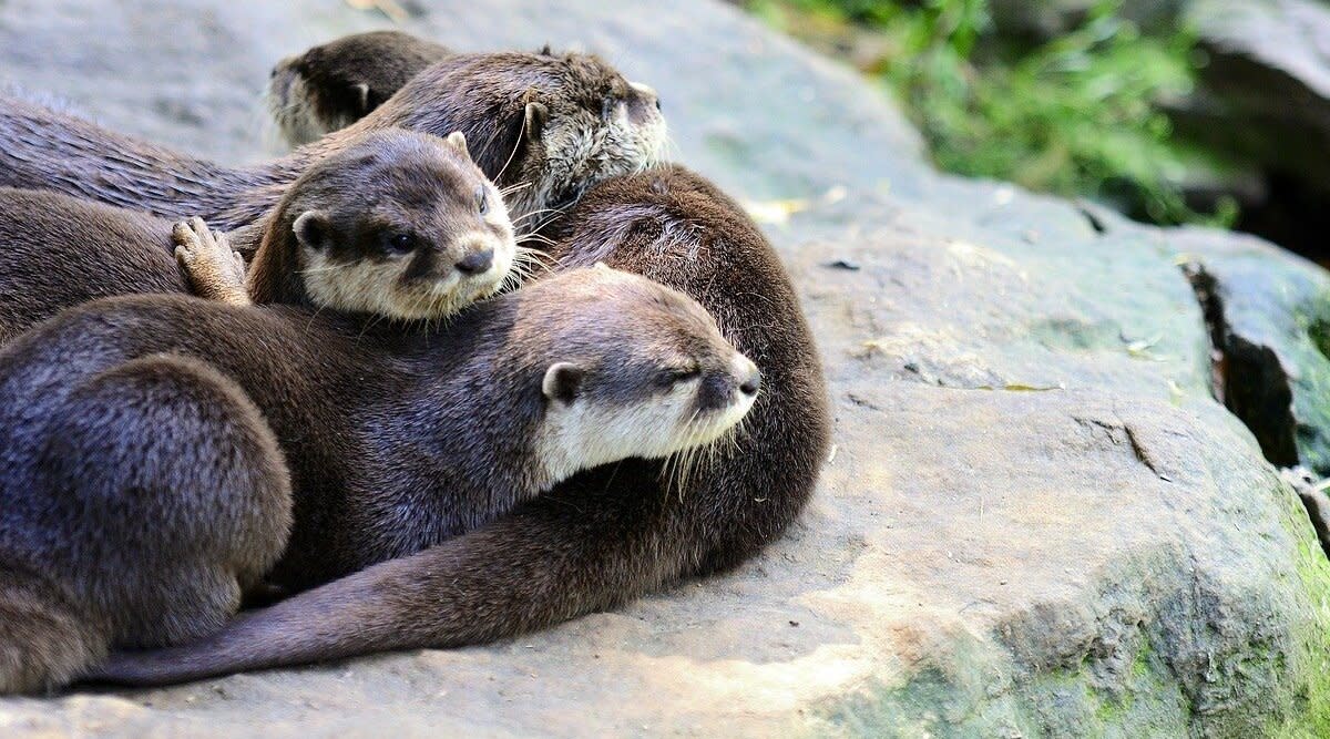 World Otters Day 21 Reiterating The Imperative Role Otters Play In Maintaining The Ecosystem