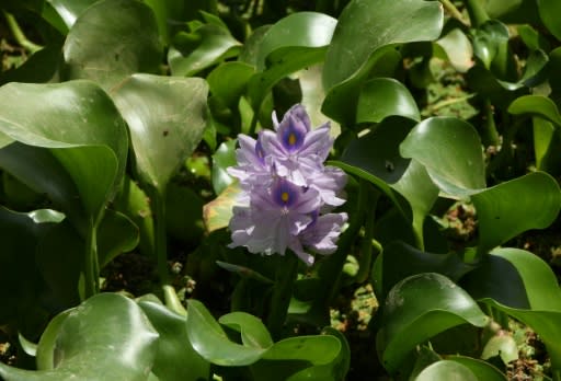 Water hyacinth pest chokes Iraq's vital waterways - Yahoo News Australia