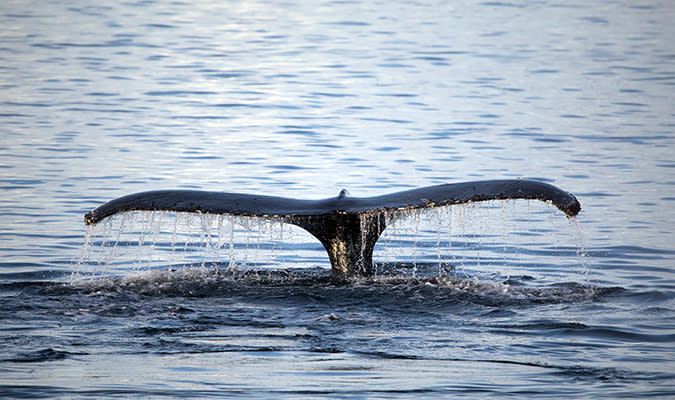 Whale Cams Reveal Secret Antarctic Feeding Habits