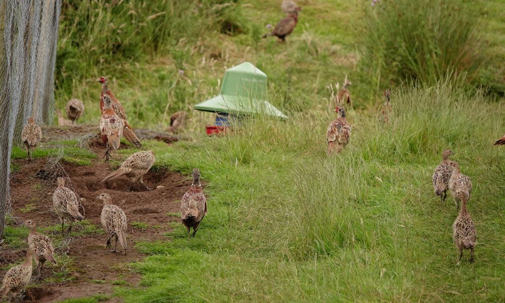 Country diary: If there’s such a thing as an unnatural bird, it’s this