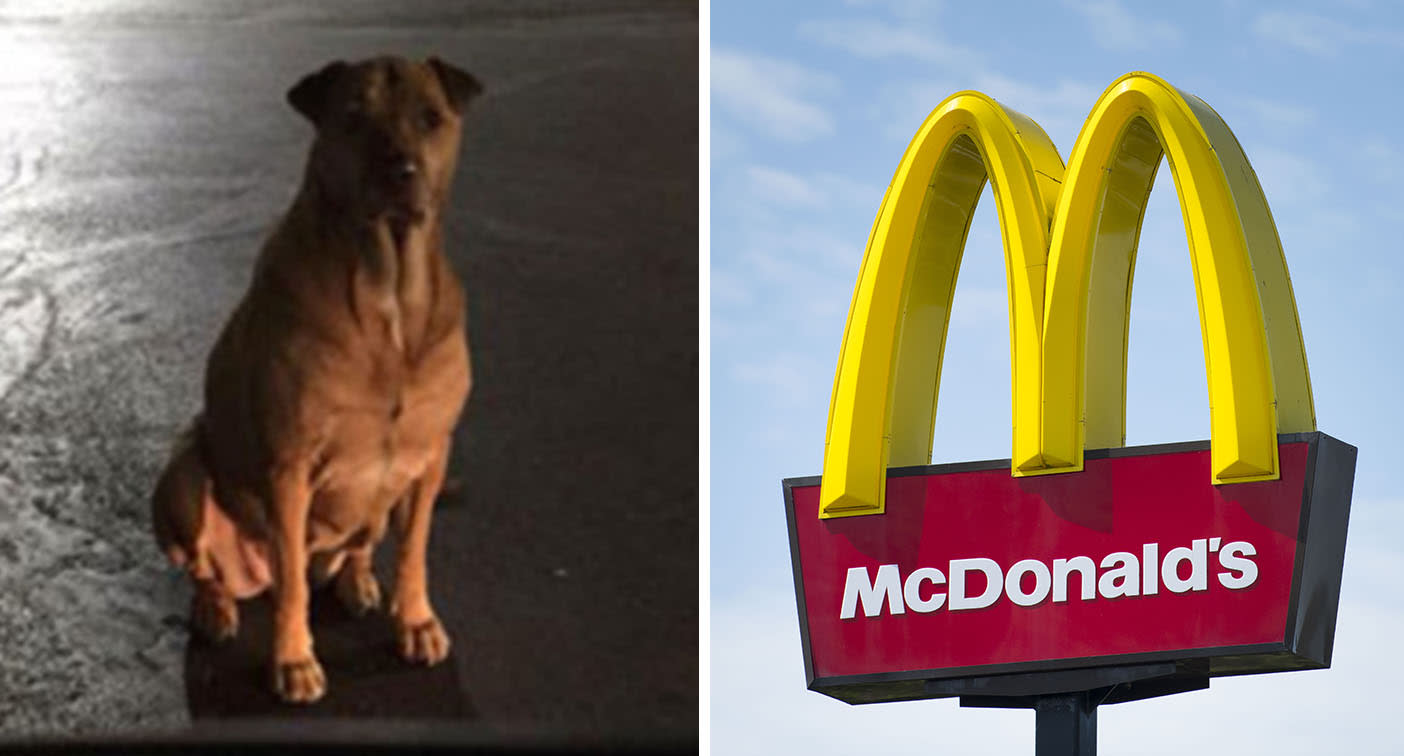 Oklahoma US dog pretends to be stray to scam McDonald's