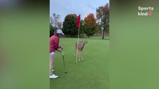 Deer crashes couple's golf game