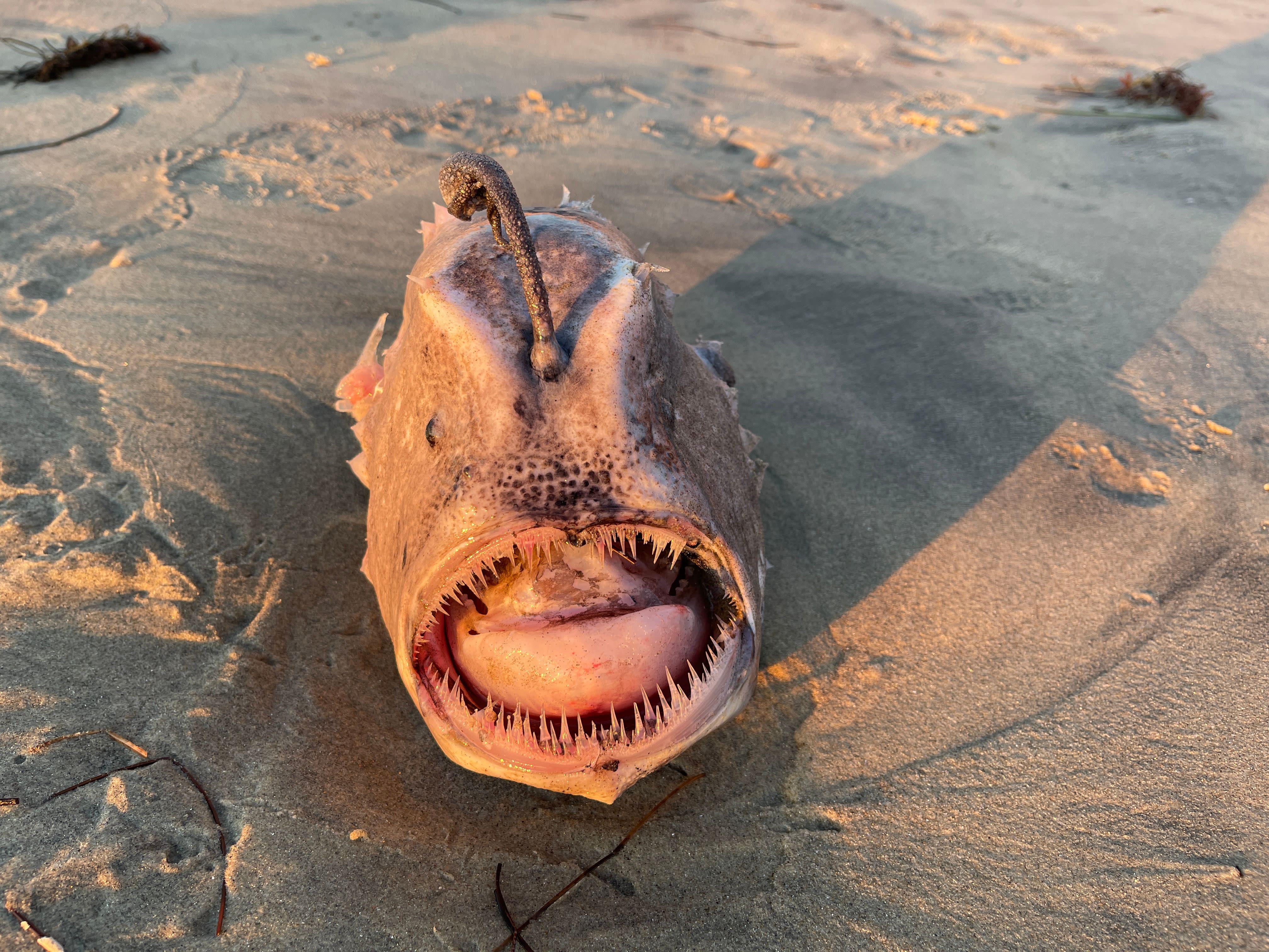 Man finds rare deep-sea monster on beach: 'Fearsome