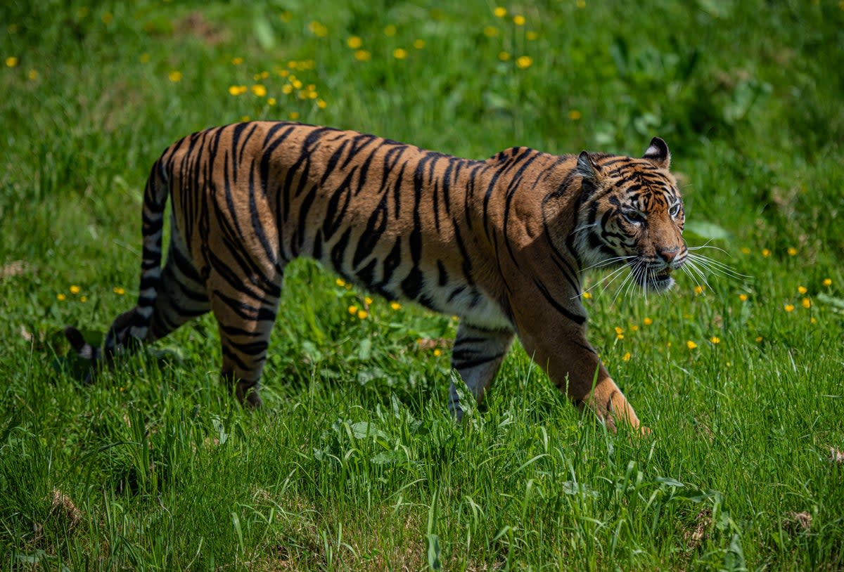 Un tigre de Sumatra erre dans un camp de plantation en Indonésie et blesse un travailleur endormi