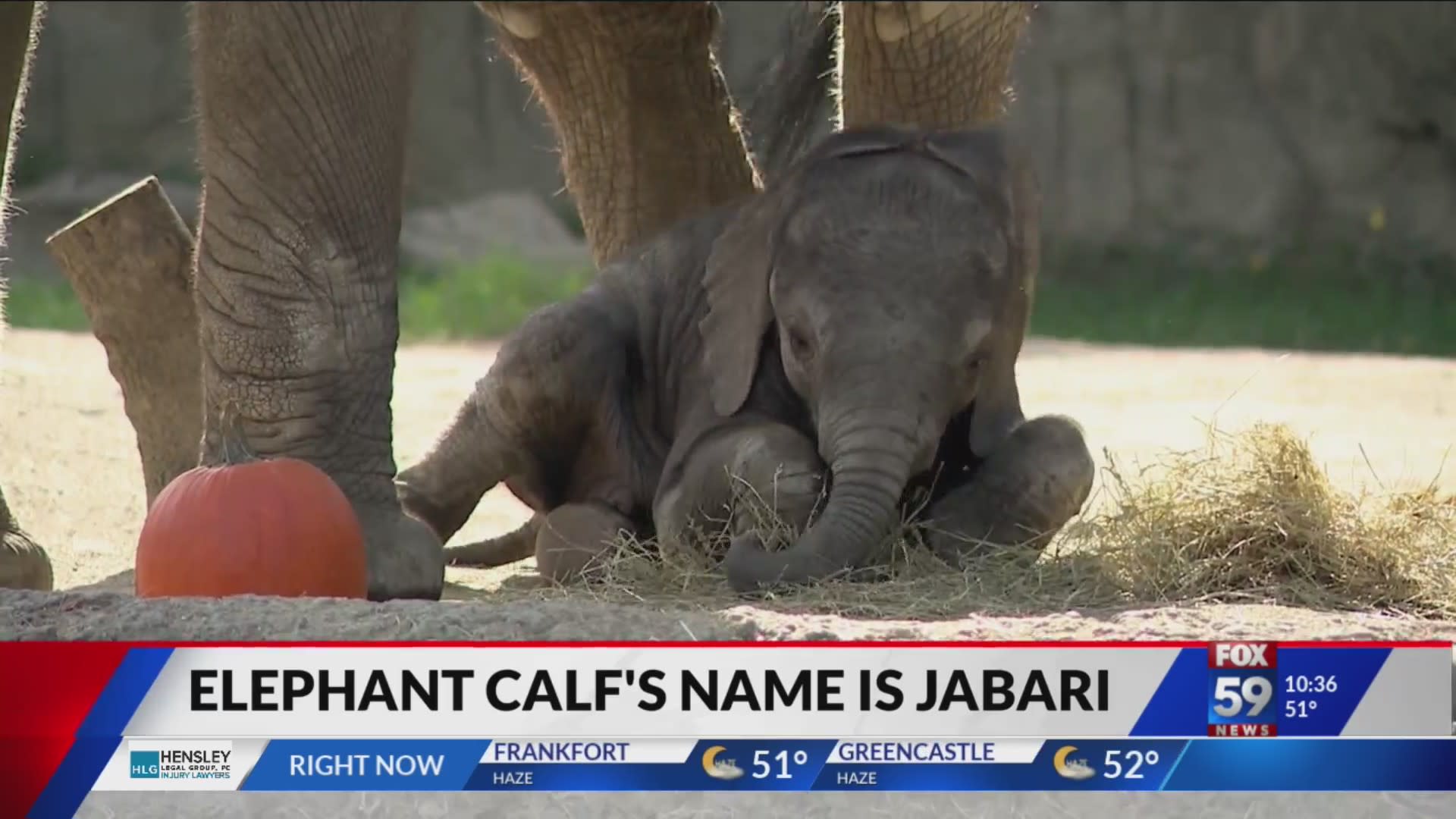 Indianapolis Zoo Asking Public to Help Name Two New Tiger Cubs