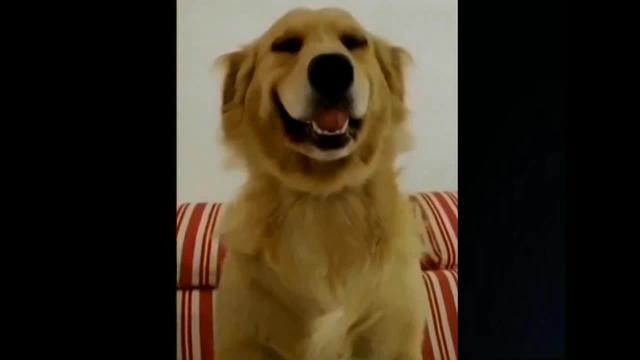 why do dogs smile when they are guilty