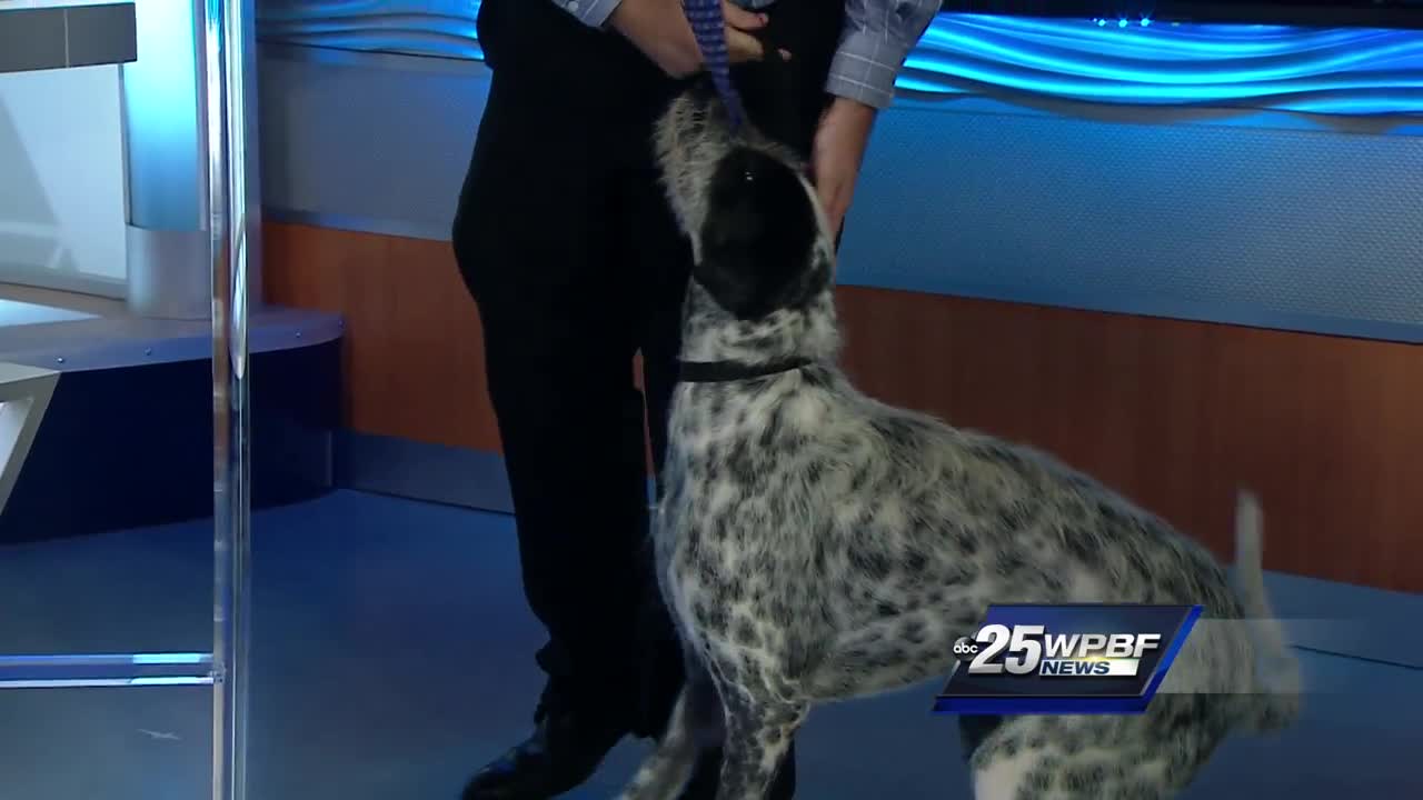 Bark at the Park - Humane Society of St. Lucie County