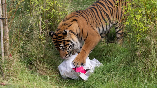 Indianapolis Zoo welcomes newborn tiger cub