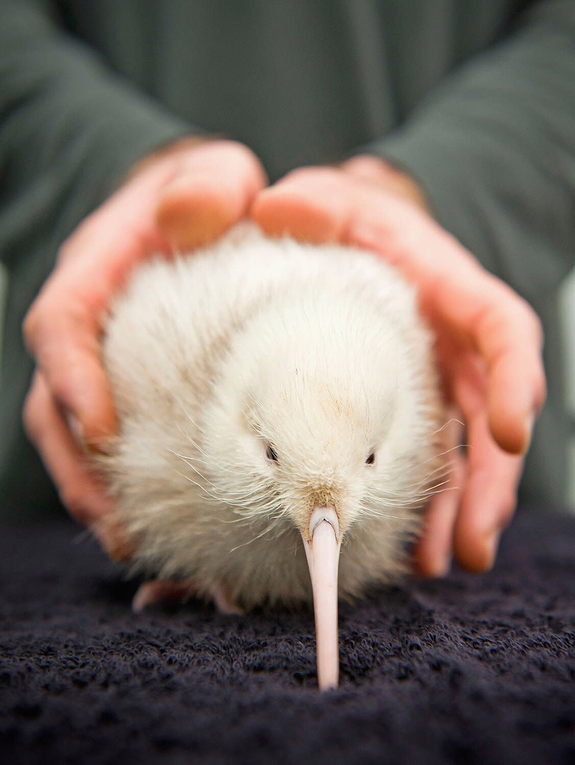 The Only White Kiwi Bird Born in Captivity Dies After Surgery: 'She Will Be Sorely Missed' - Yahoo Eurosport UK