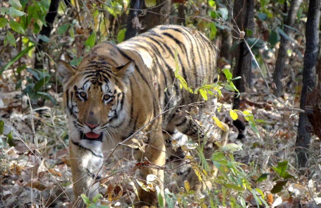 Large carnivores like tigers keep the population of other animals in check, and help prevent a cascading chain of imbalance in ecosystems (AFP Photo/)