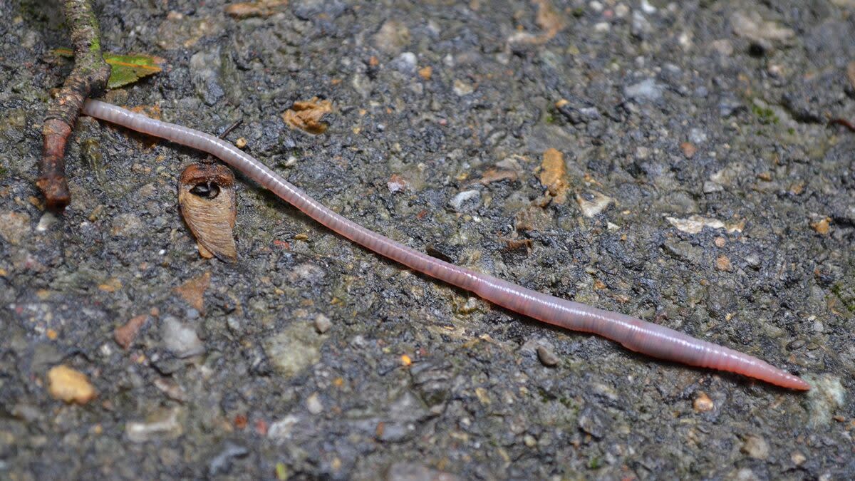 Jumping Snake Worms Are Taking Over Us Forests And It S A Reason To Worry Know More About These Invasive Earthworms With Voracious Appetite