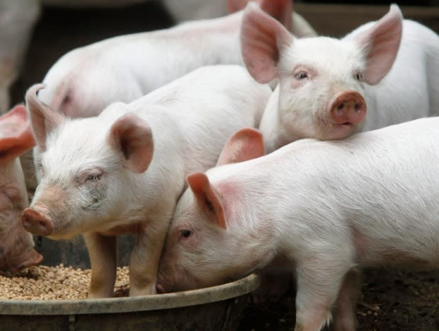 Infected Alberta pig farm using makeshift immunization ...