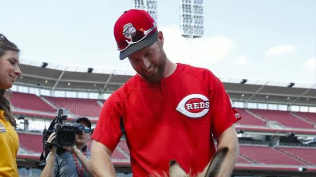 Reds enter scary territory by asking fans to help name Zack Cozart's donkey