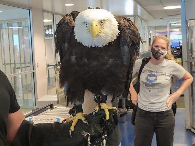 A 20-year-old bald eagle named Clark was spotted waiting in the TSA checkpoint l..