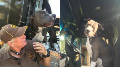 Kindhearted UPS Driver Adopts Dog She Met on Her Route After Owner Dies