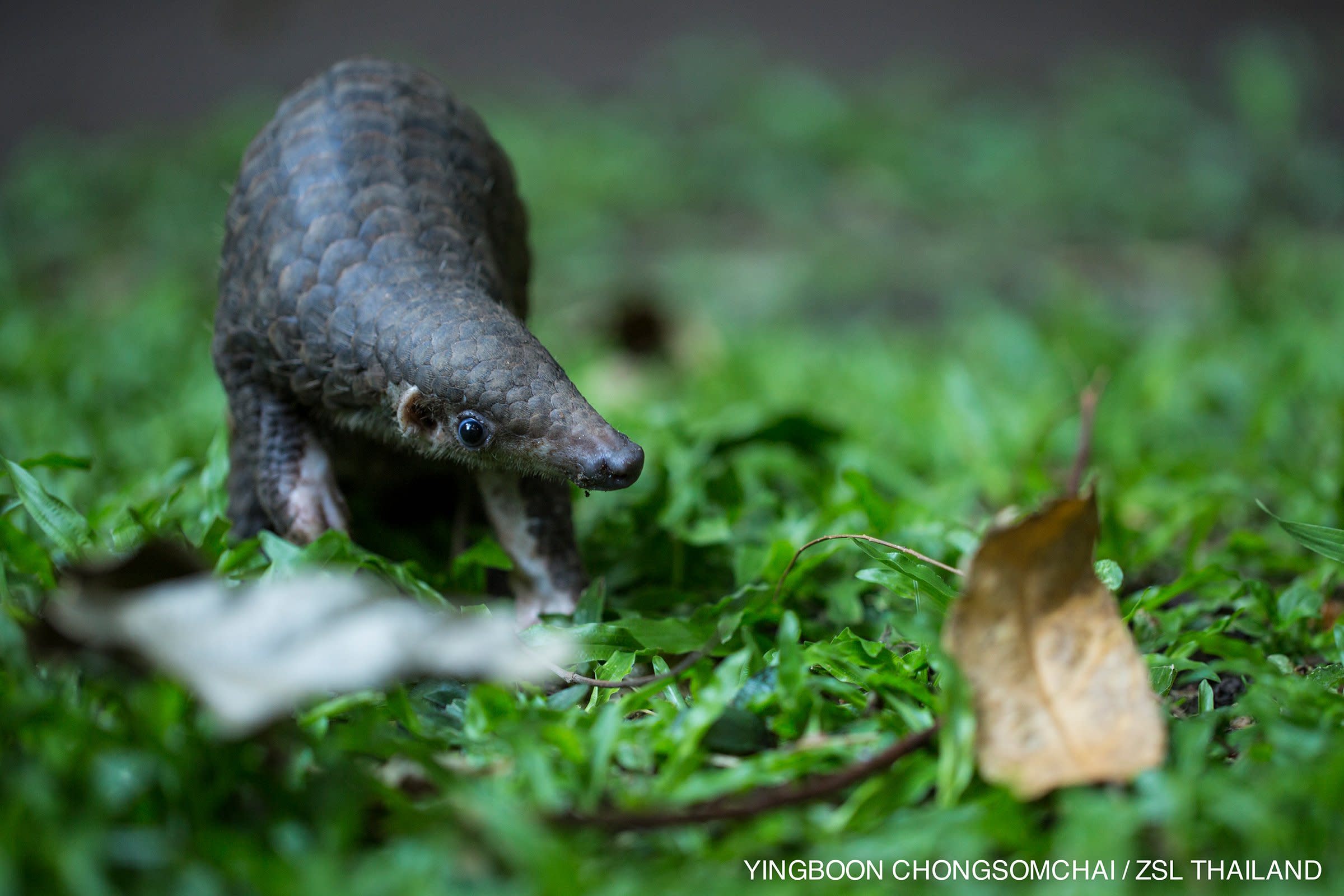 Endangered Baby Pangolin Kept in Cramped Darkness by Poacher Is Rescued