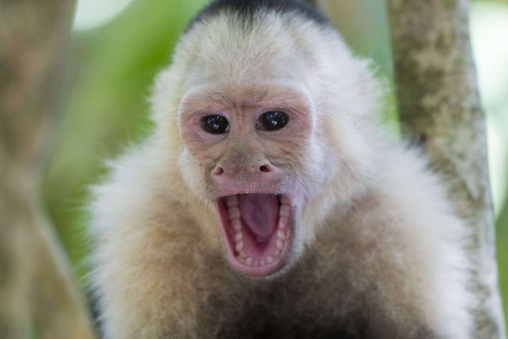 Panama Monkeys Have Begun Using Rocks as Tools, Beginning Their Own