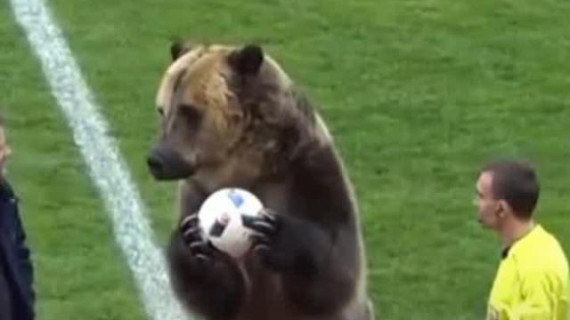 A trained bear opened a Russian soccer game, because why not