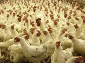 20 Largest Poultry Producing Countries in the World