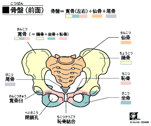 日本超人氣藥妝店小物 大山式指環瘦腿正骨盆