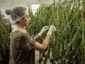 11 Best Cannabis Stocks To Buy Now