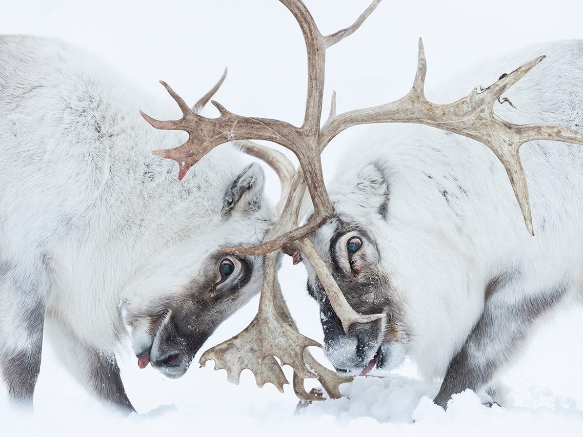 The best wildlife photos of the year show a curious grizzly, dueling reindeer, a..