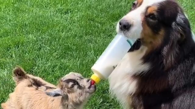 are australian shepherds good with goats