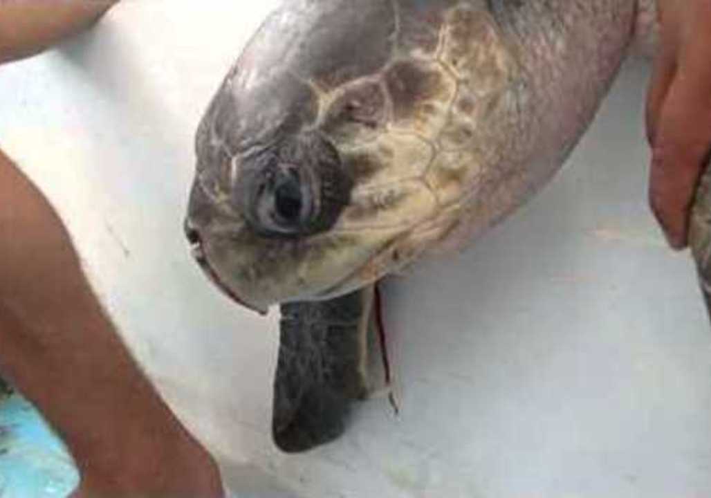 Researchers Remove Plastic Straw From Sea Turtles Nose 