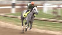 Preakness Stakes 2024 preview: Seize the Grey