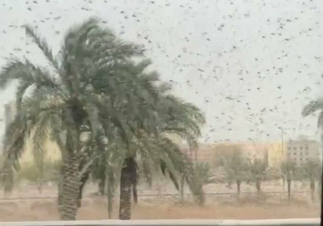 Huge Locust Swarms Invade Saudi Arabia [Video]