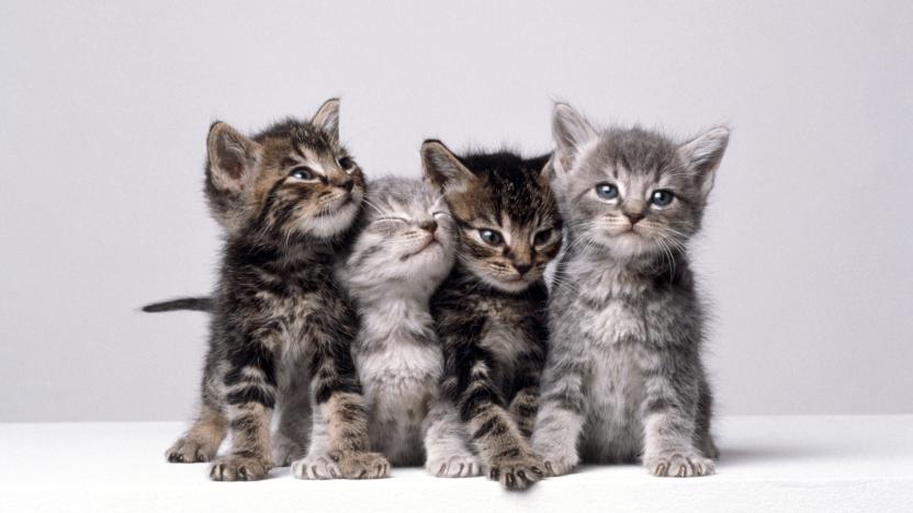 Four grey and beige kittens pose shoulder-to-shoulder for the camera.