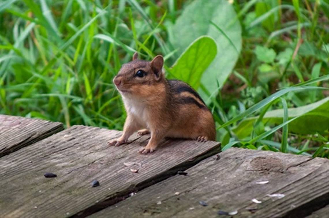 8-year-old hunting chipmunks shoots uncle in 'freak accident,' New Hampshire cop..