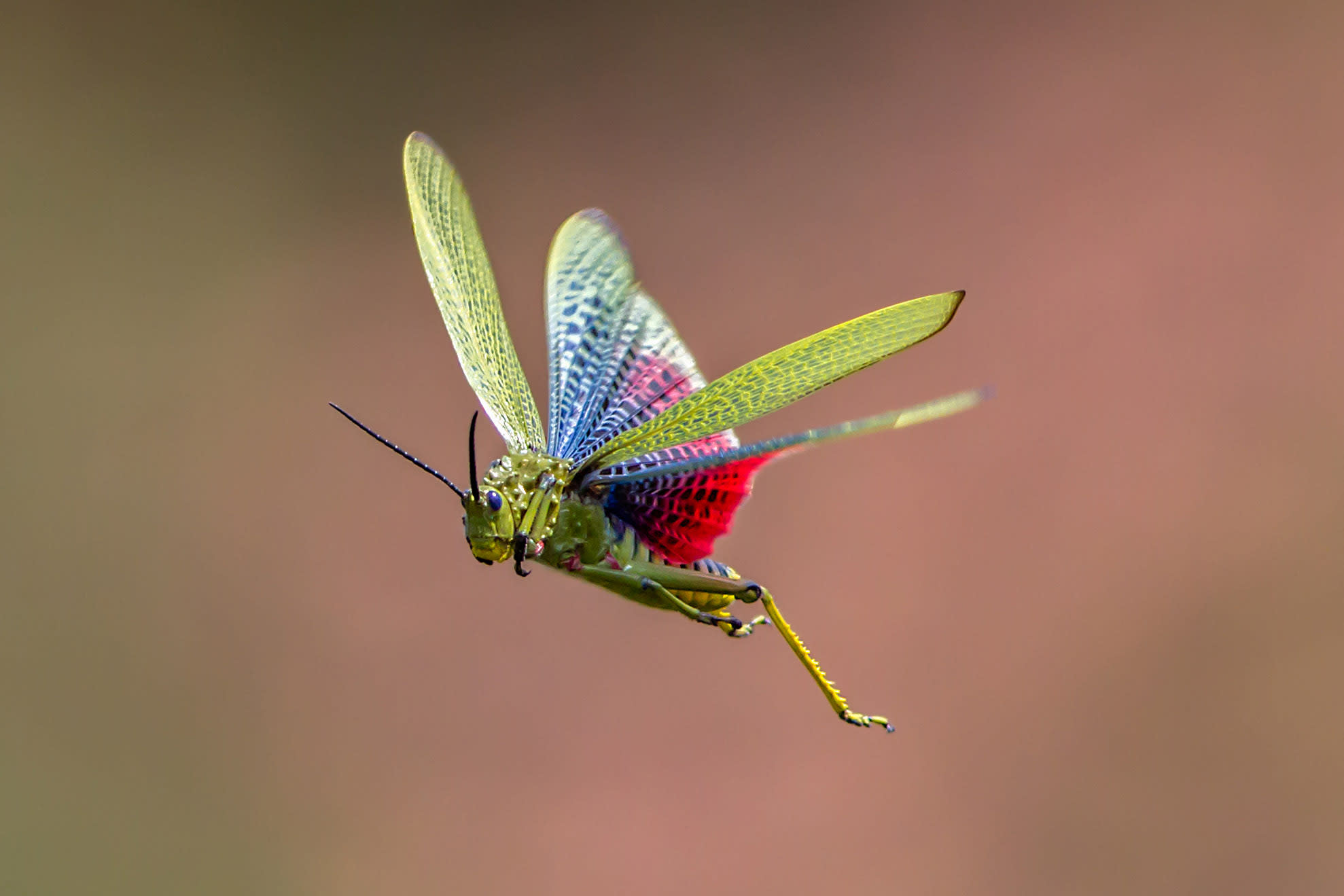 Animals in flight