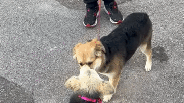 Tails Wag as Sibling Dogs Reunite After Weeks Apart