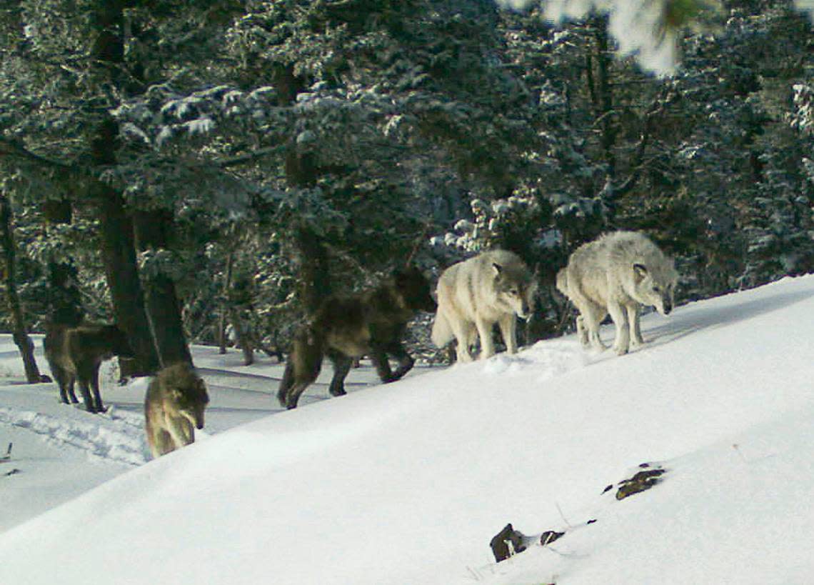 Entire wolf pack found poisoned to death in Oregon. Police have ‘exhausted’ all ..