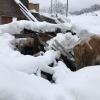 Terremoto, Coldiretti: 3mila stalle e aziende sepolte da neve