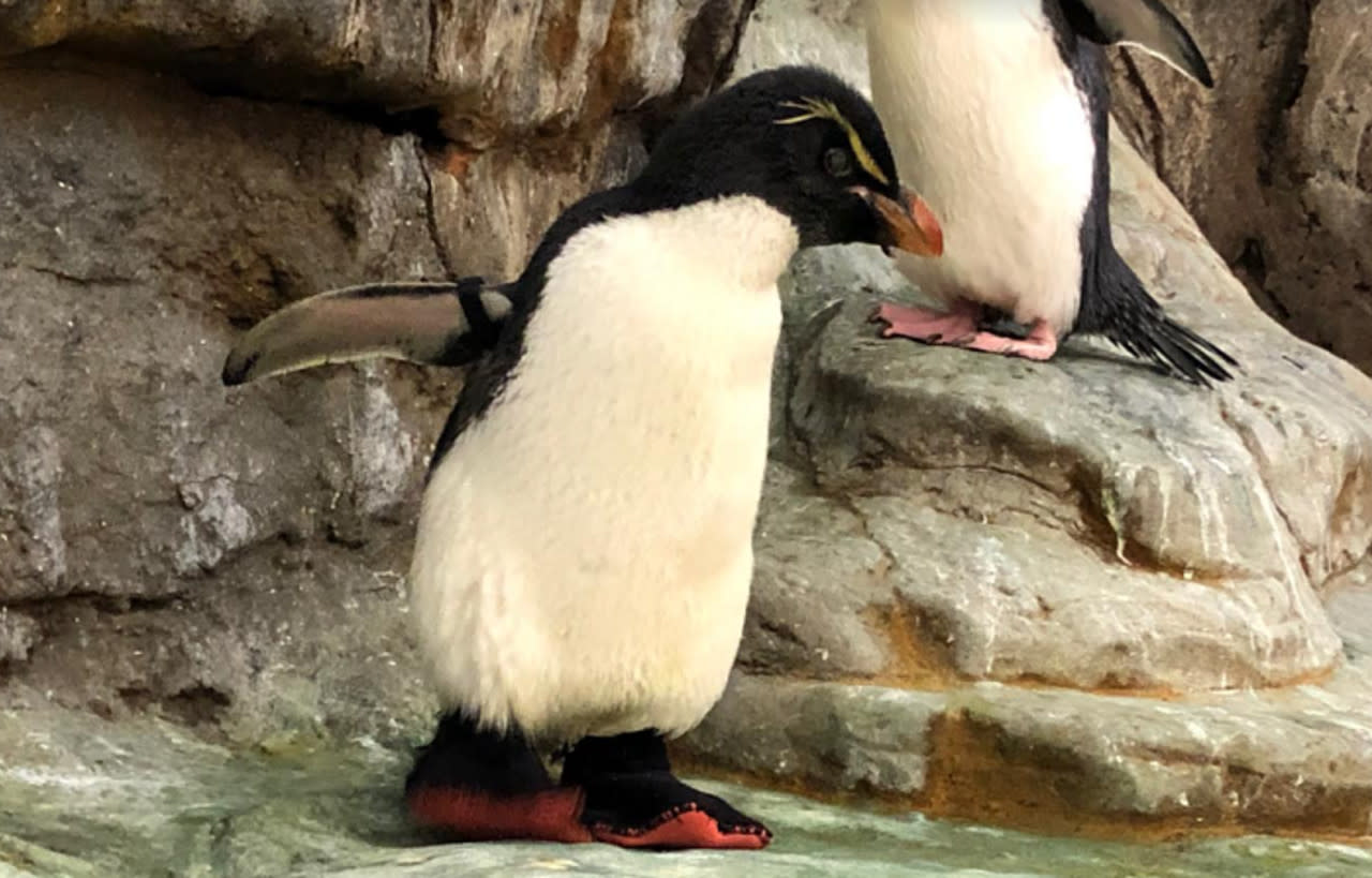Geriatric penguin gets shoes to help with his arthritis