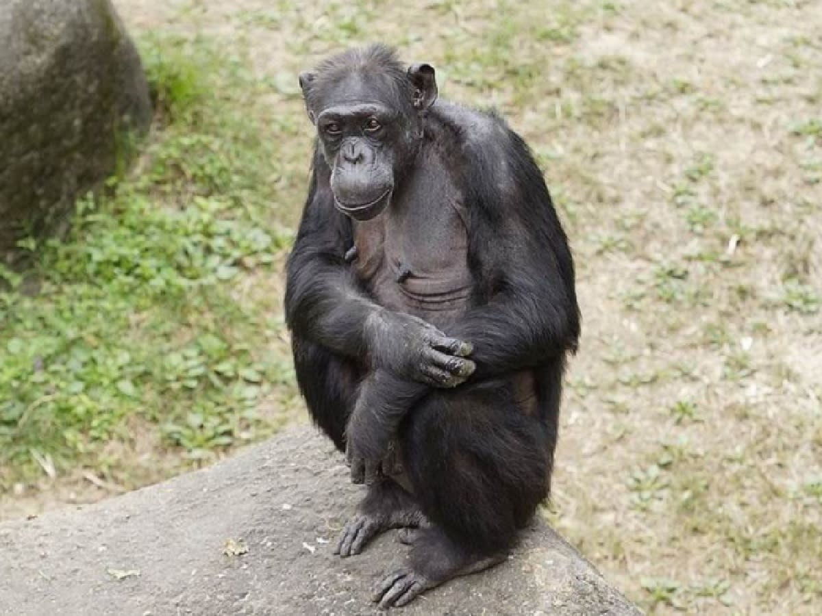 動物園黑猩猩大家長 阿美 腫瘤手術失敗辭世