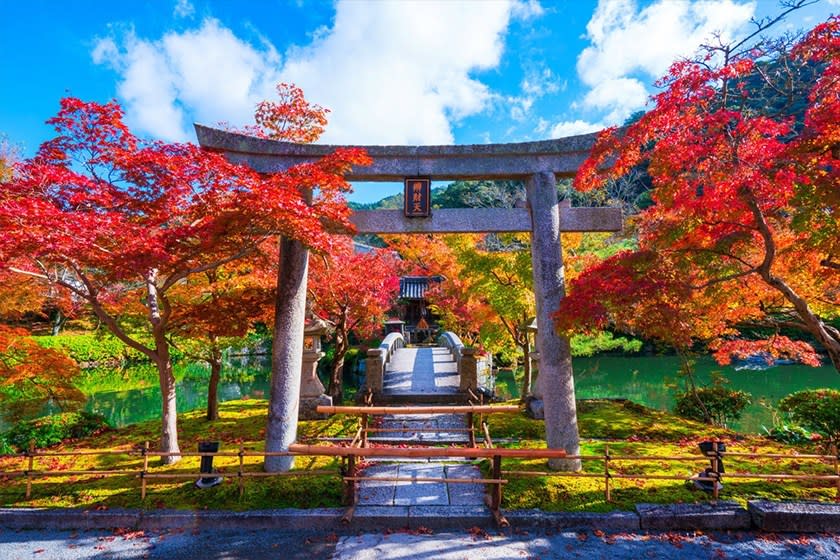 秋紅滿目 如果你正準備去京都賞紅葉 直接前往這裡就可以了